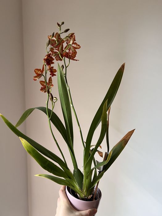Орхідея камбрія Odontioda mix, з новим ростом