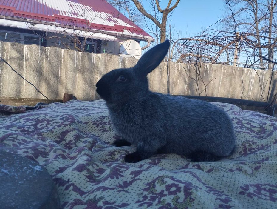 Продається кролі ПС