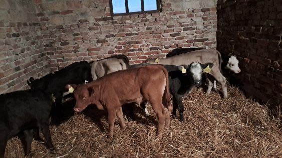 Sprzedam cielaki mięsne byki jalowki Ujście dostaw cała Polska w cenie