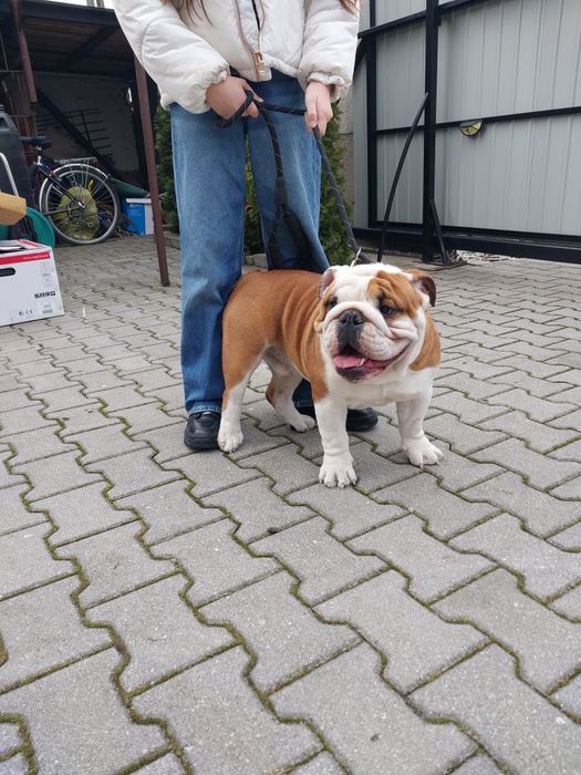 Buldog Angielski para