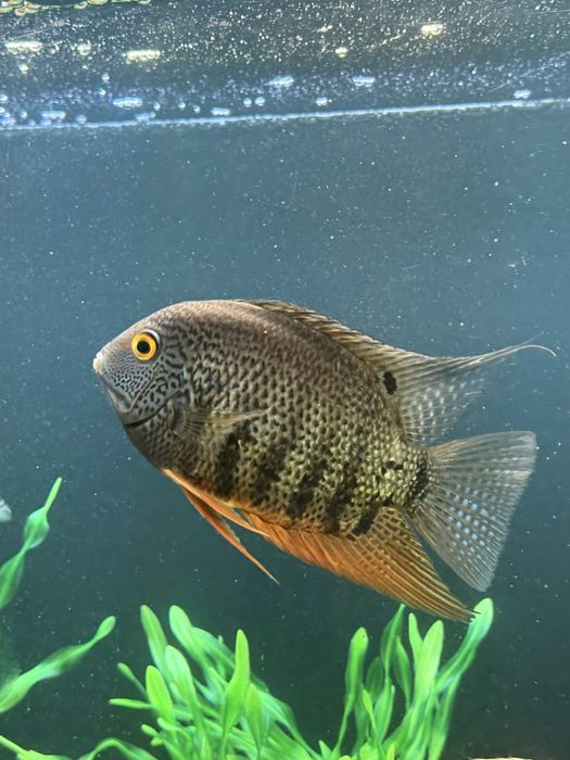 Дві Цихліди Нотатус дорослі