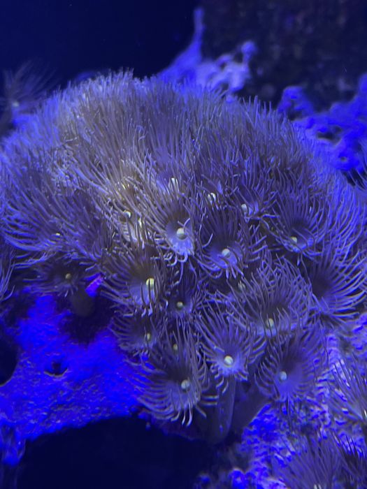 Parazoanthus gracilis (Yellow Polyps)