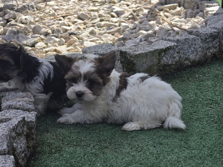 Pieski yorki biewer z metryką