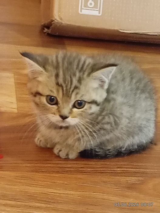 Продам Чудові кошеня