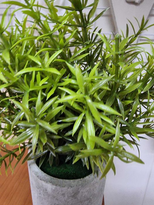 Sztuczne kwiaty Asparagus Kwiat zielony w gipsowej doniczce donicy