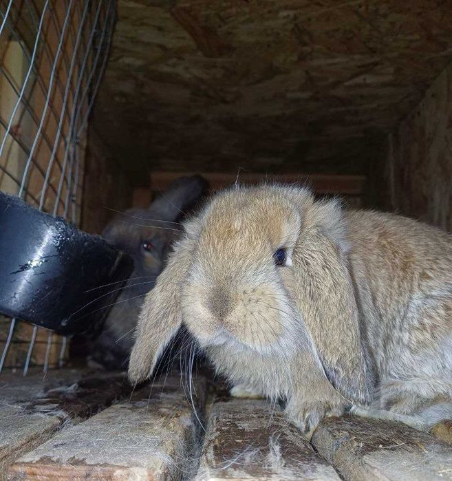 Кролі Французький баран