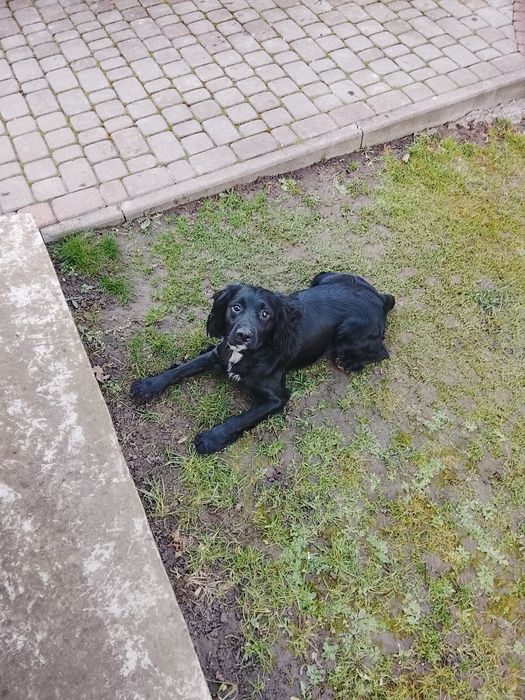 Продам кокера-спаніель.