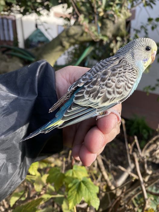 Periquito domesticado com gaiola exclusividade