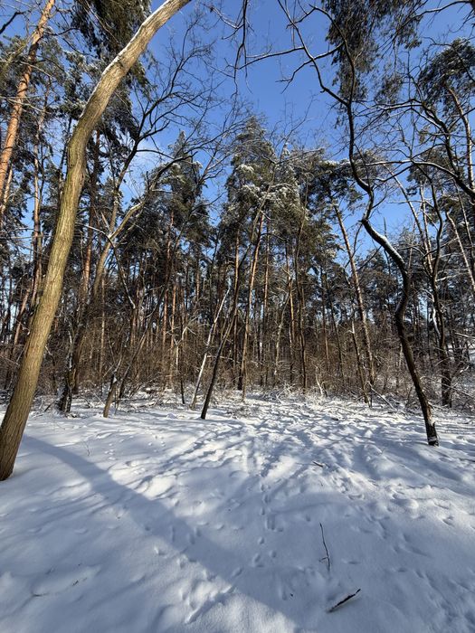 Ділянка у сосновому лісі 8-10 соток с. Ходосівка Новообухівська траса