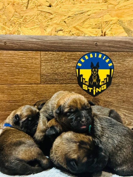 Цуценята бельгійської вівчарки(малінуа)