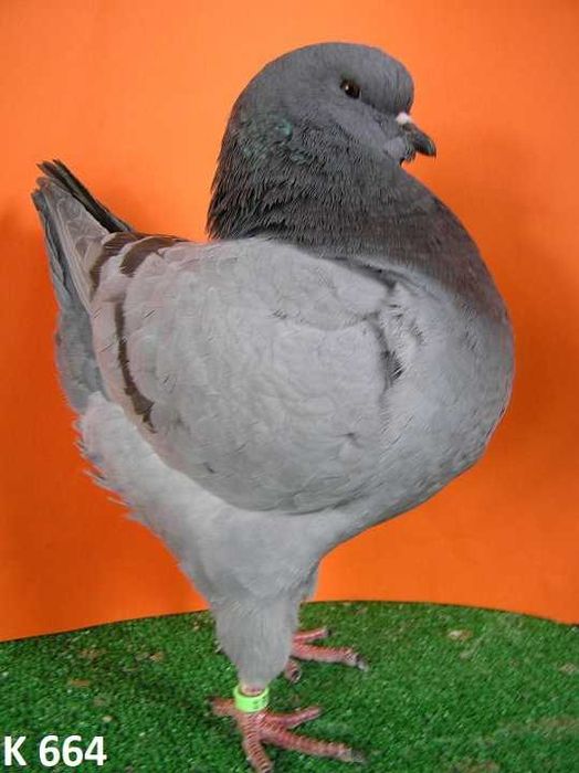 King, Kingi, Gołębie samica