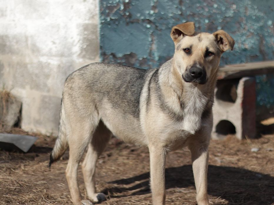 Віддам безкоштовно песиків.