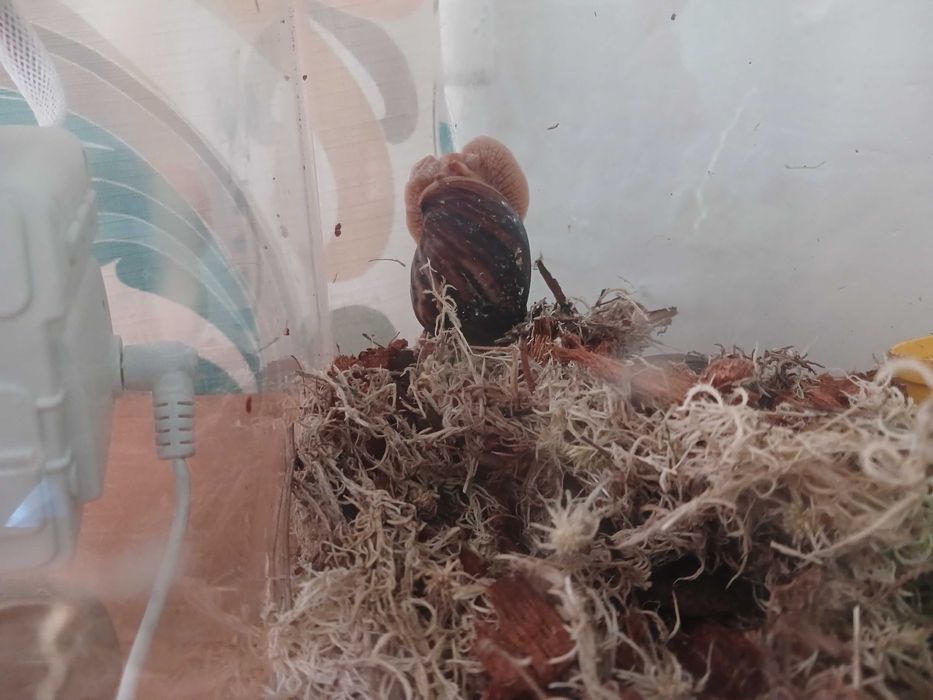 безкоштовно равлика ахатинку