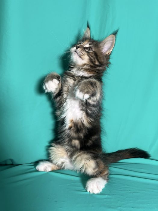 Мейн-Кун красуні дівчата