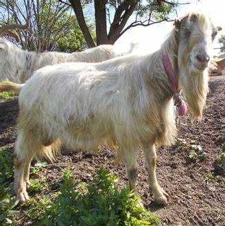 Продам молодого цапа 9 місяців  порода Ламанч чистокровний,