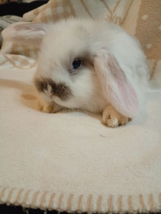 Mini Lop  !  ODBIÓR NA JUŻ króliczek karzełek LEGALNA HODOW