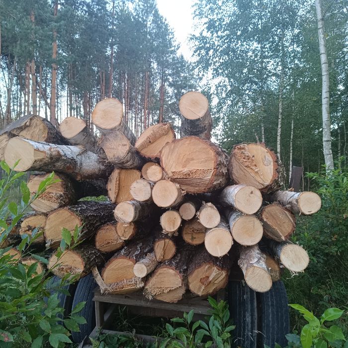 Brzoza sosna opałowa opał kominkowe