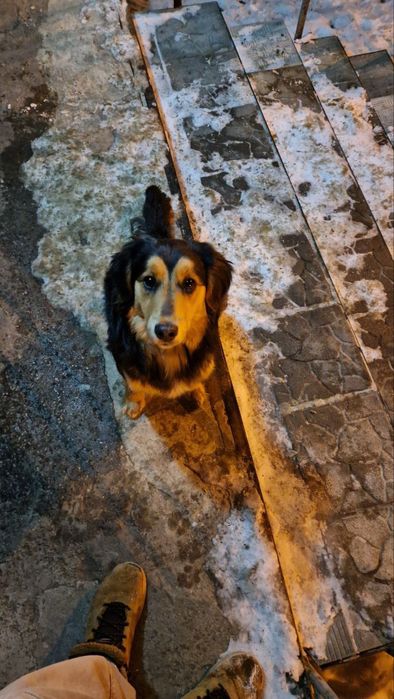 Найден молодой пёсик, Салтовка, 605мрн