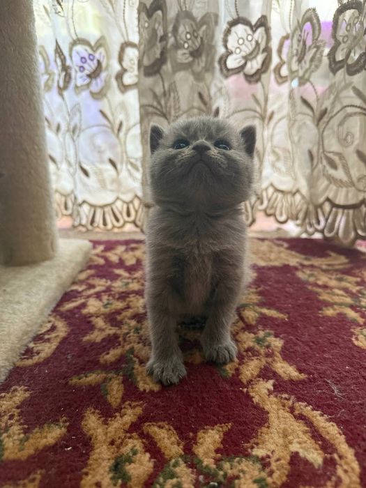 Продам кошенят британці