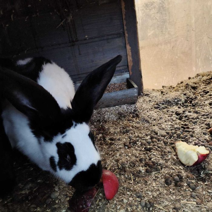 Srokacz samiec szczepiony