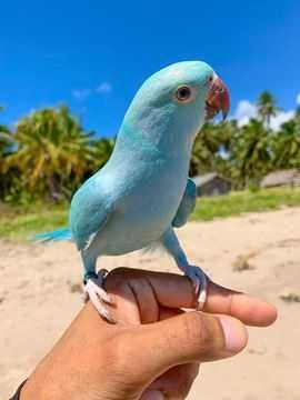 Coelho anões vacinados e desparasitação,kit completo