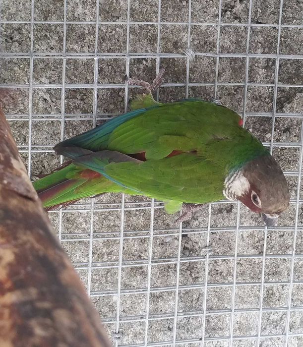 Pyrrhuras griseipectus