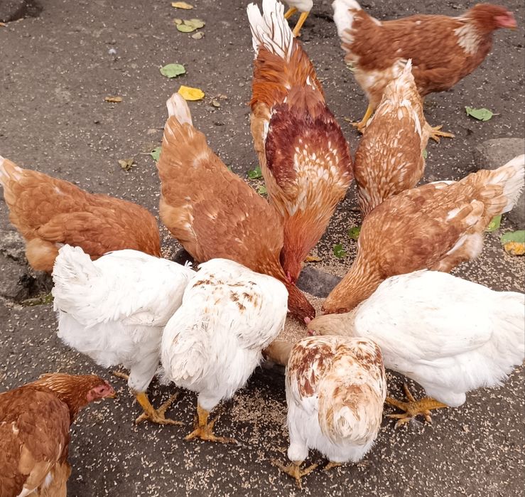 Несучки яйця інкубаційні різні