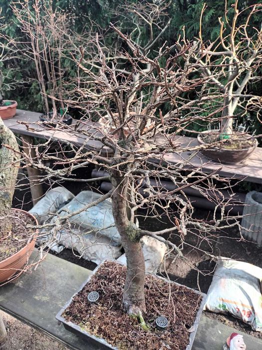 Drzewa Bonsai i Pre-Bonsai