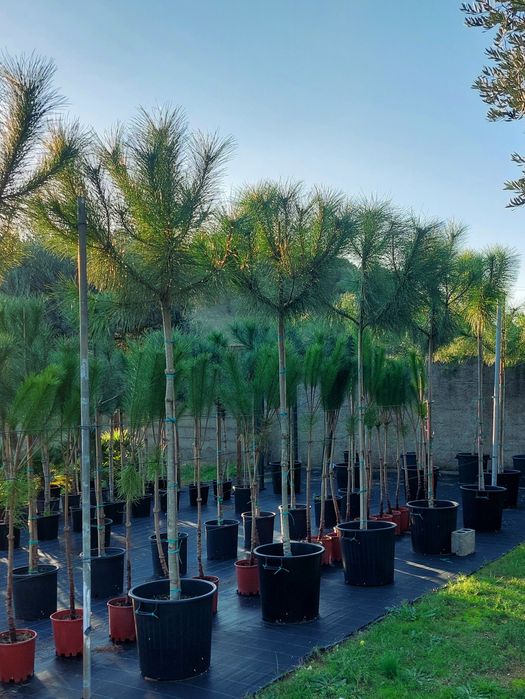 Lote 10 Pinheiros mansos 2.10/2.30..Entrega incluída