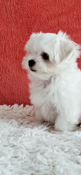 Maltańczyki Maltańczyk piesek rod 4pok.-pełny