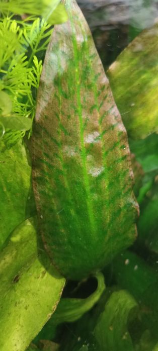 Kryptokoryna nurii, roślinka do akwarium