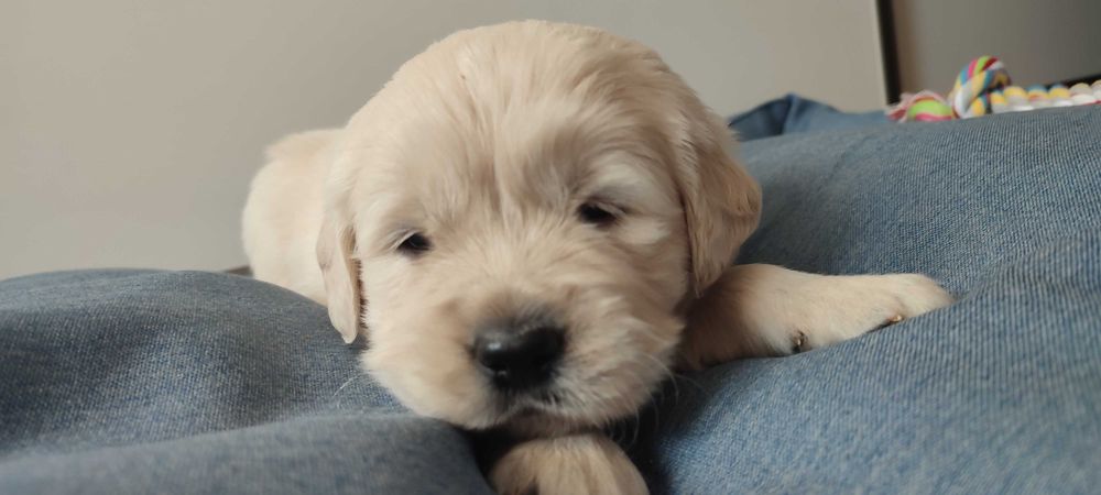 Golden retriever suczka szczenię rodzice HDA, ED0, badania genetyczne