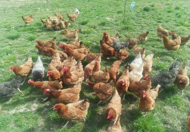 Swojskie jajka 1.20zł/szt .kury z wolnego wybiegu