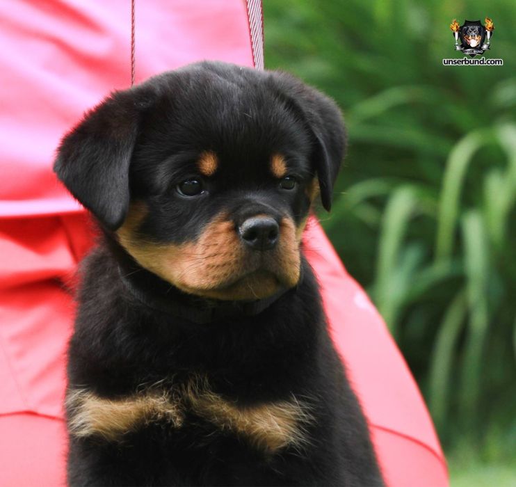 Елітні цуценята ротвейлера від розплідника Unserbund