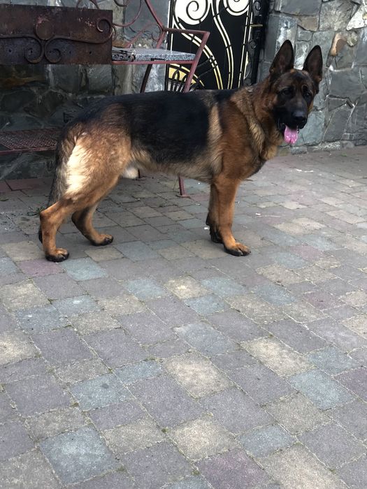 В‘язка німецької вівчарки