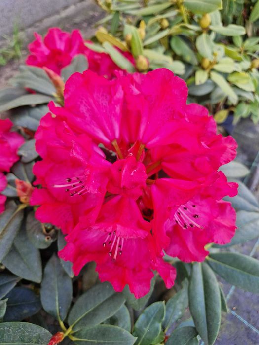 WYPRZEDAŻ - 20 zł - Rododendron, różanecznik - różne odmiany