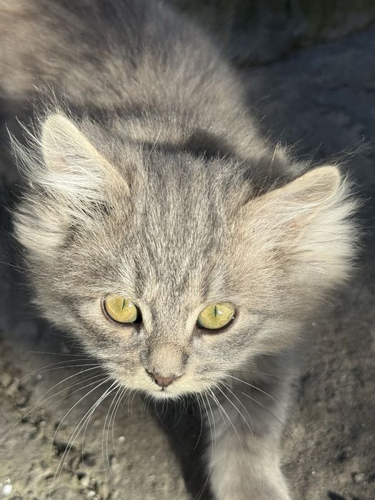 3 маленьких кошеняти