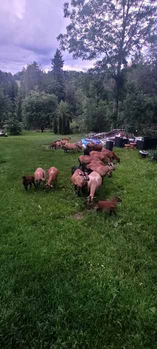 Owce i barany kameruńskie