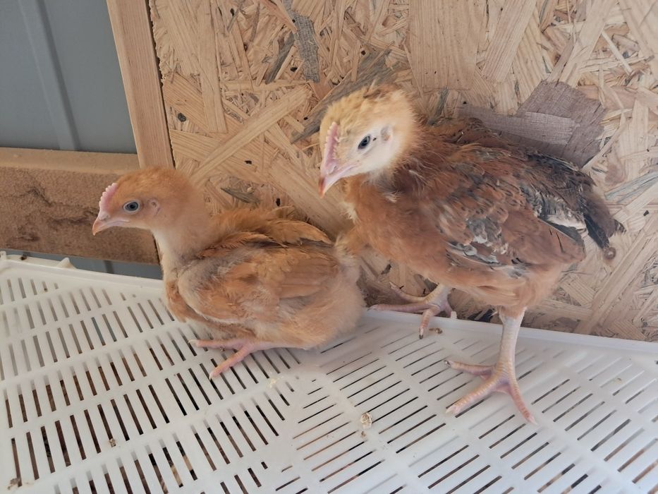 Brojlery Zagrodowe RedBro! Zapisy na sezon 2026 r. Dowóz do klienta !