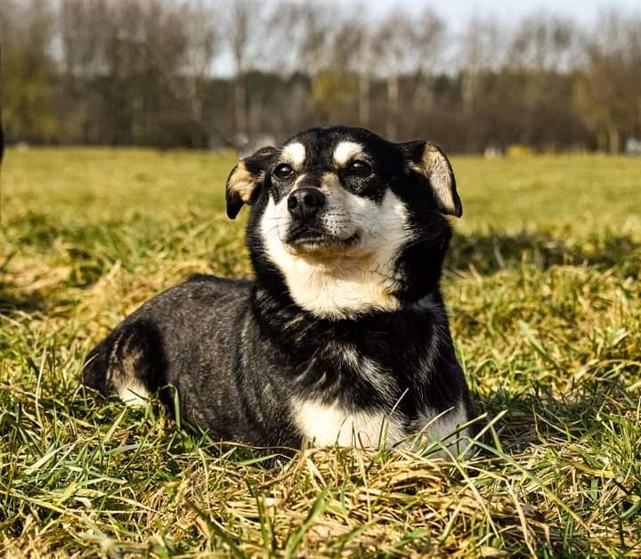 W schronisku jest od 2017 roku... Kiedy znajdziemy jej Dom?