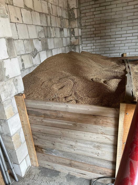 Pszenica ozima paszowa EUFORIA