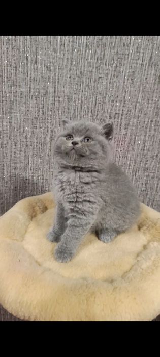 Розкішні кошенята