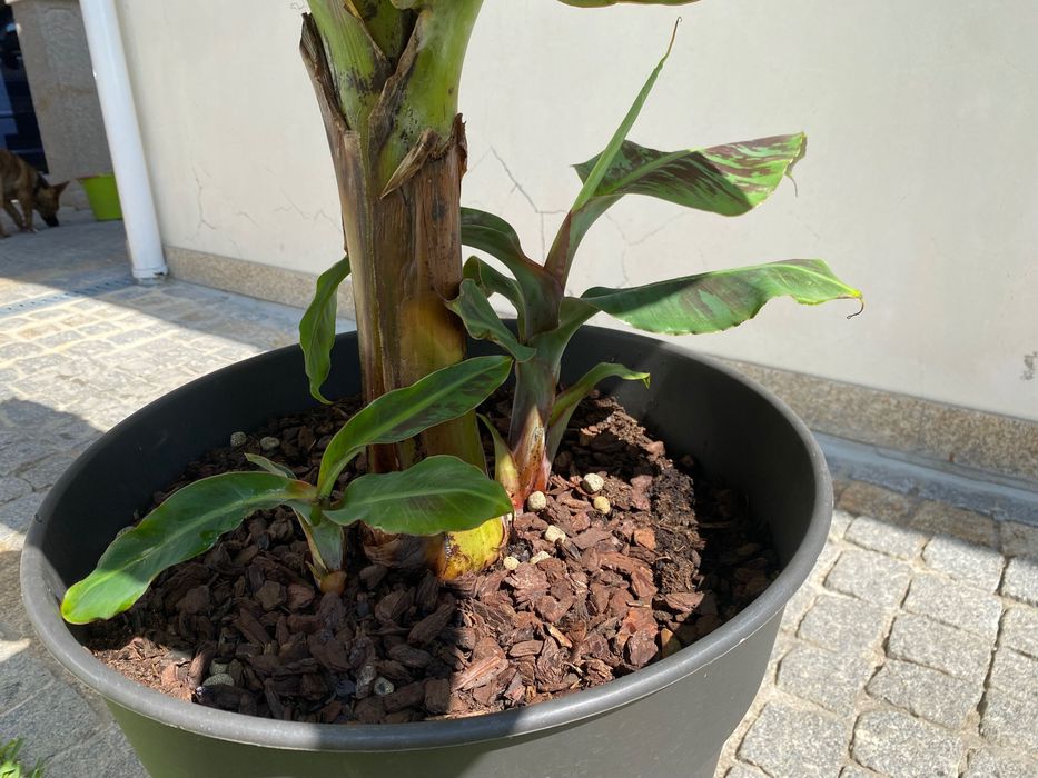 Bananeiras „Musa Dwarf Cavendish“ (3 disponíveis, com rebentos)  30€ Negociável