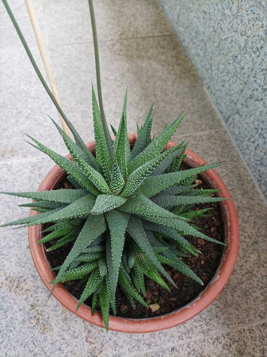 Haworthiopsis attenuata var. radula