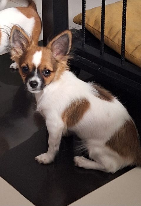 Piękny długowłosy samiec Chihuahua  Lipton - Już czeka na nowy domek.