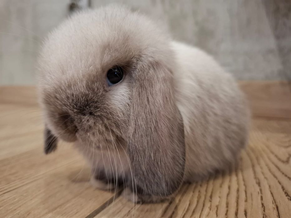 Królik miniaturka karzełek baranek  króliczek mini lop