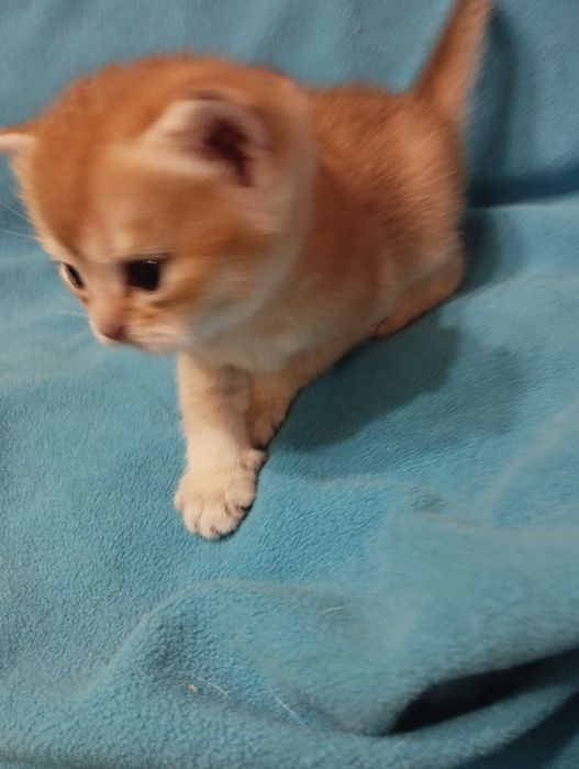 Золотые изюминки