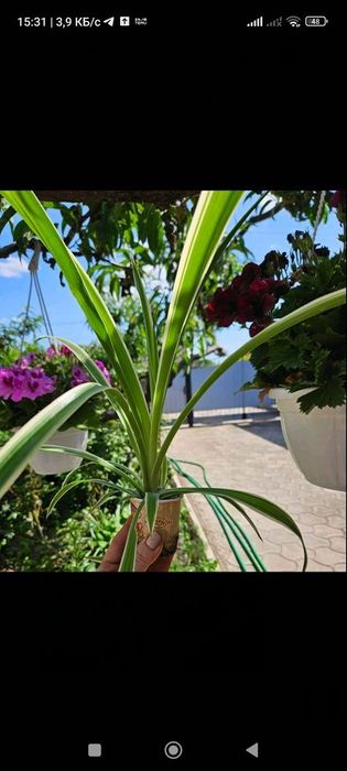 Хлорофитум очиститель воздуха, хлорофітум очищувач повітря, Хлорофітум