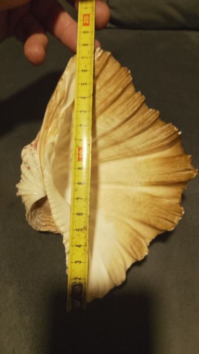 Duża muszla oceaniczna
