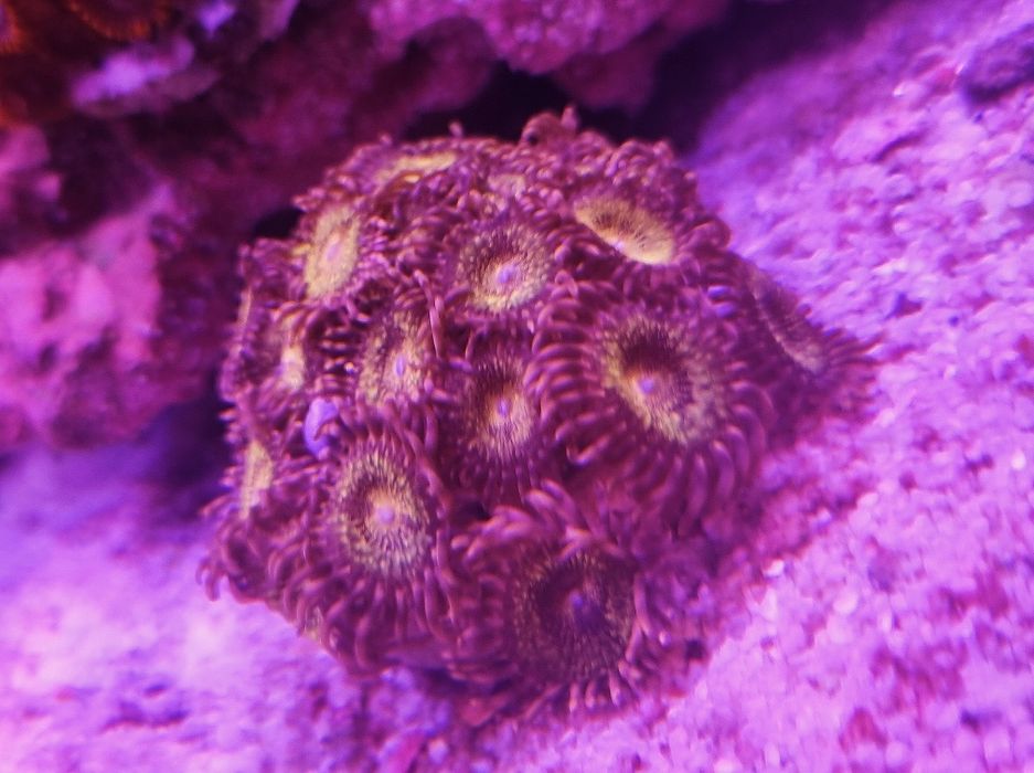 Fairy Dust Zoanthus
 fairy